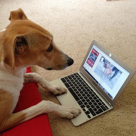 Lurcher online