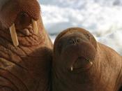 Alaska’s Stranded Walruses Face Threat: Drillers