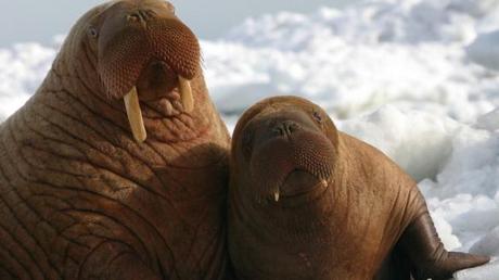 Alaska’s stranded walruses face a new threat: oil drillers
