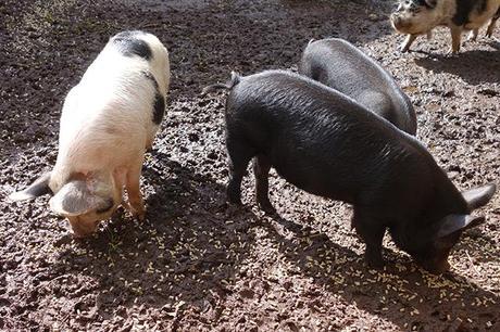 Pigs at The Pig Near Bath