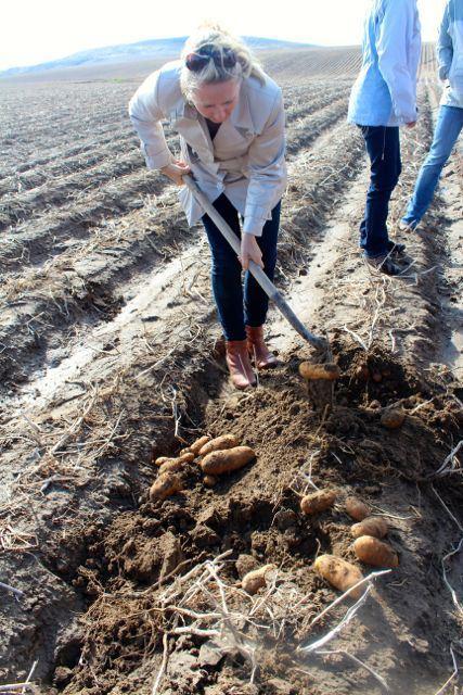 digging potatoes