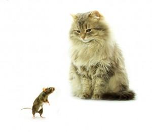 Cat and rat