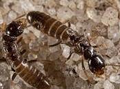 Don’t Often Hear About Termite Related Death.