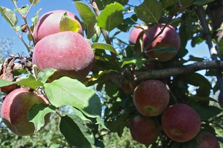 Traveling to Alstede Farms