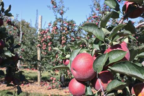 Traveling to Alstede Farms