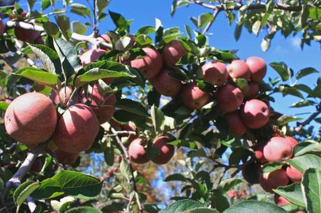 Traveling to Alstede Farms