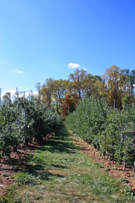 Traveling to Alstede Farms