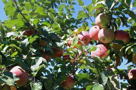 Traveling to Alstede Farms