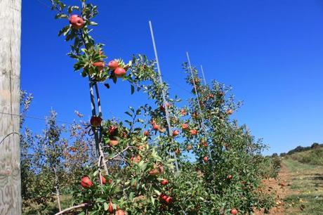 Traveling to Alstede Farms