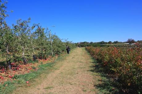 Traveling to Alstede Farms