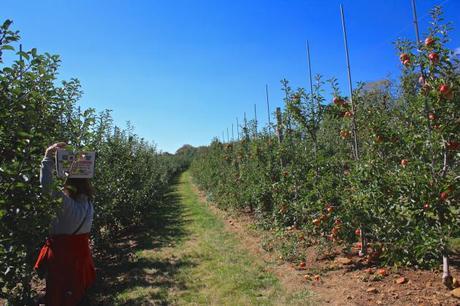 Traveling to Alstede Farms