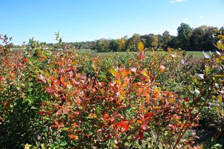 Traveling to Alstede Farms