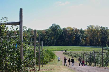 Traveling to Alstede Farms