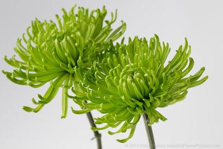 Green Spider Chrysanthemum © 2014 Patty Hankins