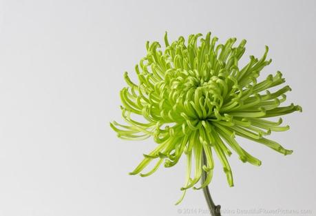 Green Spider Chrysanthemum © 2014 Patty Hankins