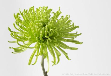 Green Spider Chrysanthemum © 2014 Patty Hankins