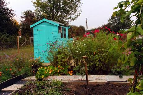 allotment, allotment shed, pretty allotment