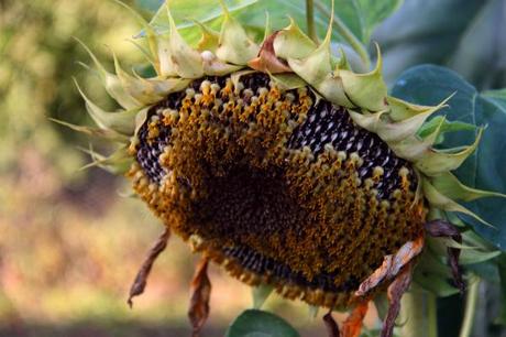 sunflower seedhead