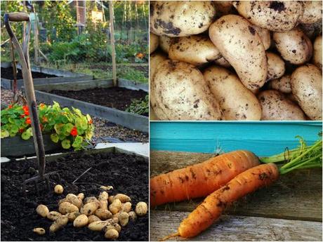 harvest potatoes