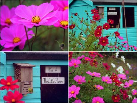 allotment flowers, blue allotment shed