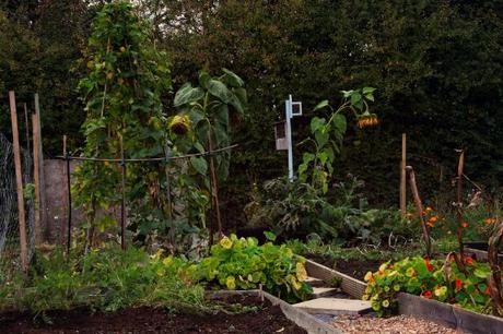 allotment, raised beds