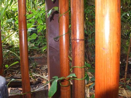 The New Jungle Hut