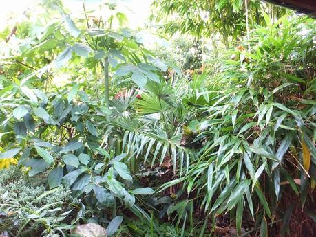 The New Jungle Hut