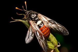 58_Elm Sawfly