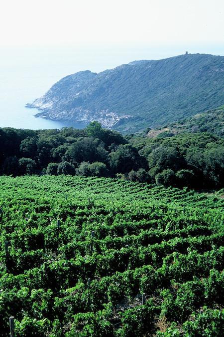 A view from the  island of Corsica, perhaps France's most elusive wine region.