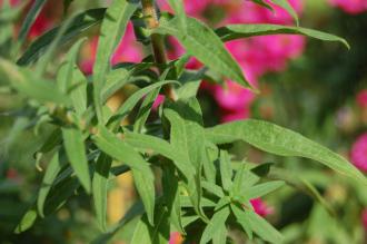 Aster novae-angliae Leaf (28/09/2014, Kew Gardens, London)