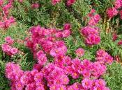 Aster Novae-angliae
