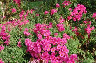 Aster novae-angliae (28/09/2014, Kew Gardens, London)