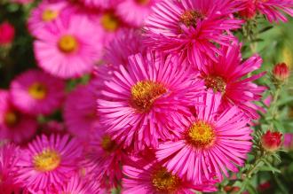 Aster novae-angliae Flower (28/09/2014, Kew Gardens, London)