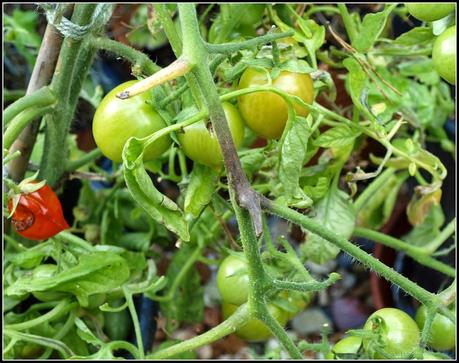 Tomatoes - the final fruits