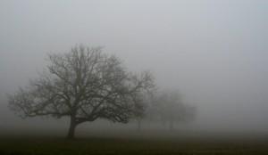 fog-trees1