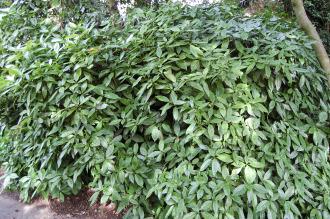 Aucuba japonica 'Variegata' (28/09/2014, Kew Gardens, London)