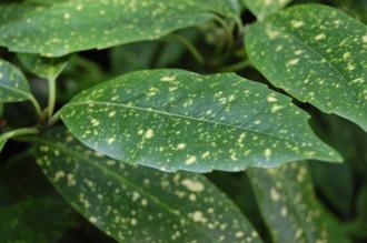 Aucuba japonica 'Variegata' Leaf (28/09/2014, Kew Gardens, London)