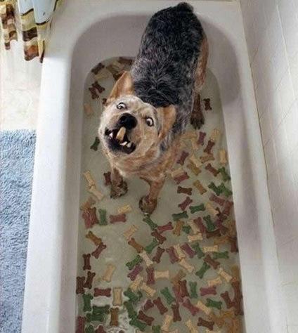 Top 10 Images of Dogs Having a Bath