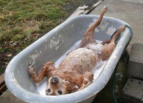 Top 10 Images of Dogs Having a Bath