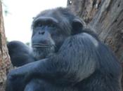 DAILY PHOTO: Chimpanzee Standing Watch