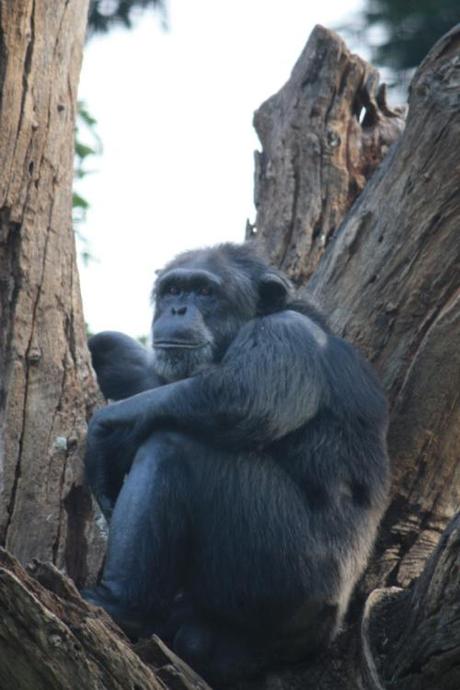 Taken on October 3, 2014 in the Mysore Zoo.