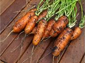 Carrots "Early Nantes"