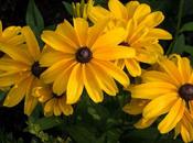 Black Eyed Susans