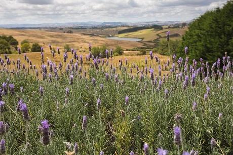 New Zealand Wedding - The Official Photographers - 1