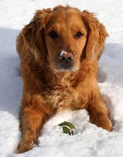 Dog-in-Snow