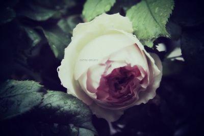 Evening rose