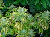 Another Positive Medical Benefit Found Marijuana