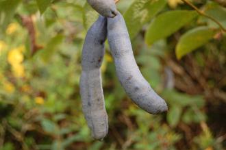 Decaisnea fargesii Pods (28/09/2014, Kew Gardens, London)