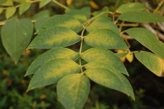 Decaisnea fargesii Leaf (28/09/2014, Kew Gardens, London)