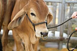 The State Fair of Texas